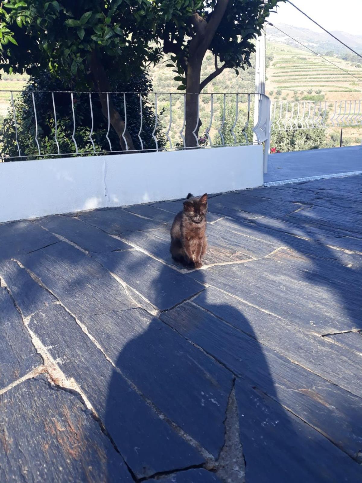 Casa Das Laranjeiras Pinhão Dış mekan fotoğraf