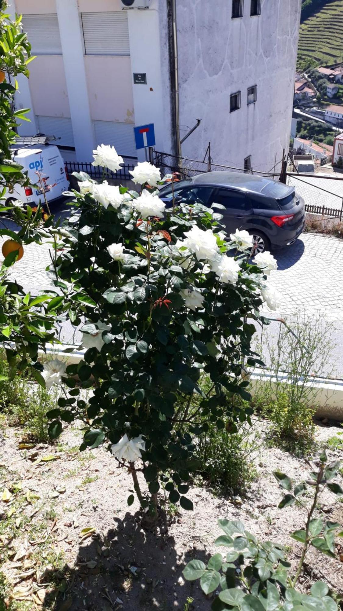 Casa Das Laranjeiras Pinhão Dış mekan fotoğraf